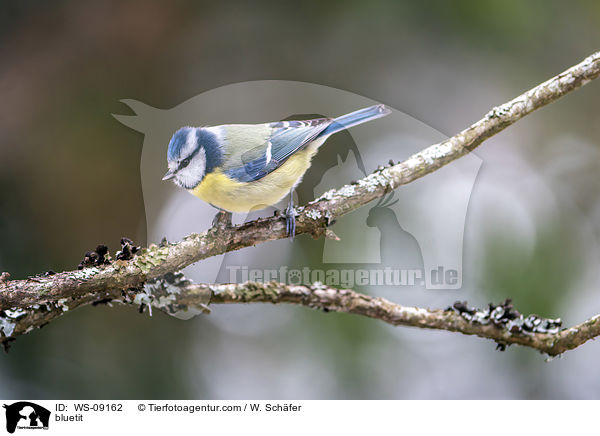 bluetit / WS-09162