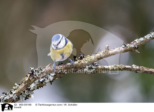 bluetit / WS-09166
