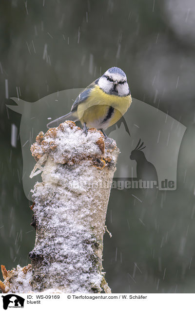 bluetit / WS-09169