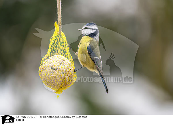 bluetit / WS-09172
