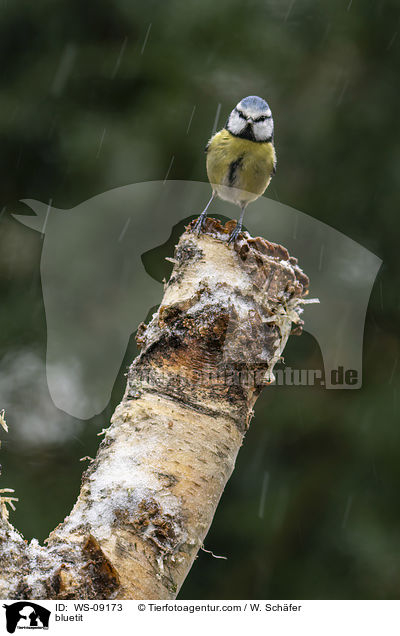 bluetit / WS-09173