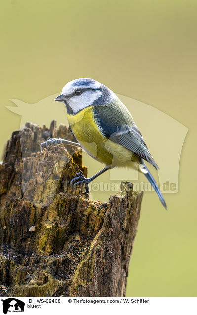 Blaumeise / bluetit / WS-09408