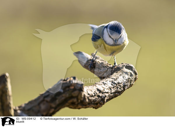 bluetit / WS-09412