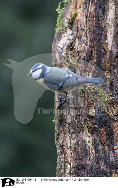 bluetit / WS-09413