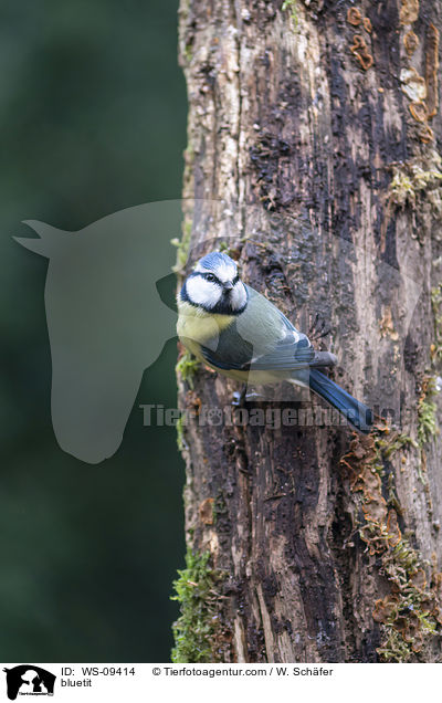 Blaumeise / bluetit / WS-09414