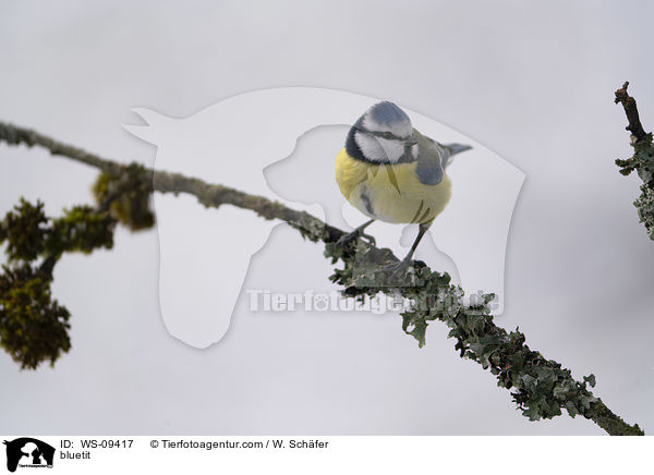bluetit / WS-09417