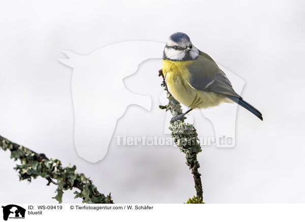 bluetit / WS-09419