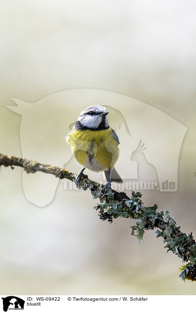 bluetit / WS-09422