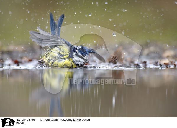 Blaumeise / bluetit / DV-03769