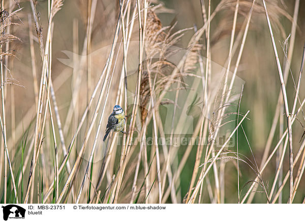 Blaumeise / bluetit / MBS-23751