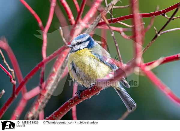 bluetit / MBS-23826