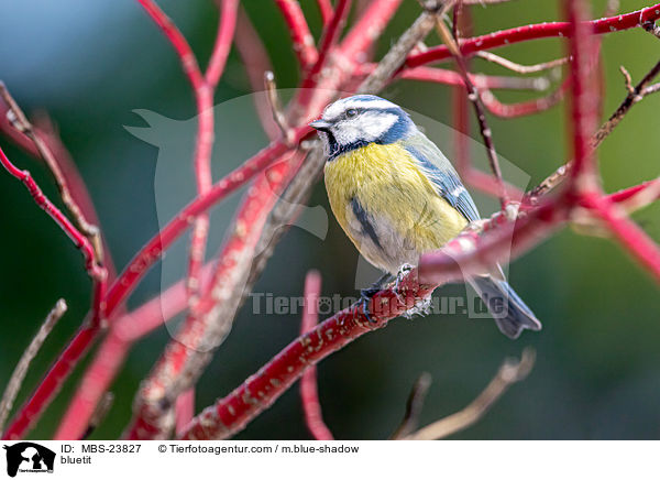 bluetit / MBS-23827