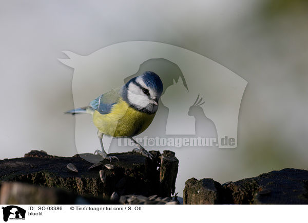 Blaumeise / bluetit / SO-03386