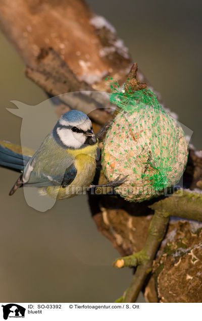 bluetit / SO-03392