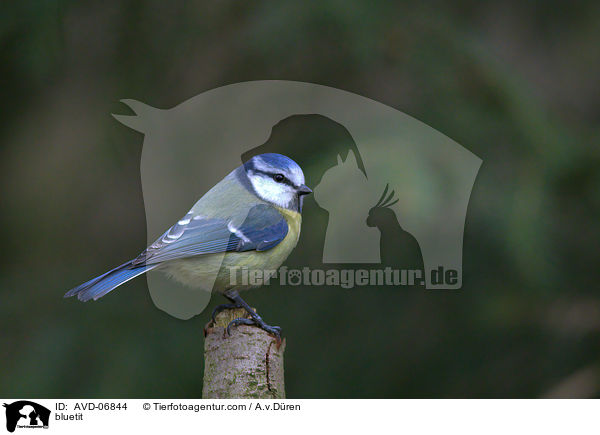 bluetit / AVD-06844