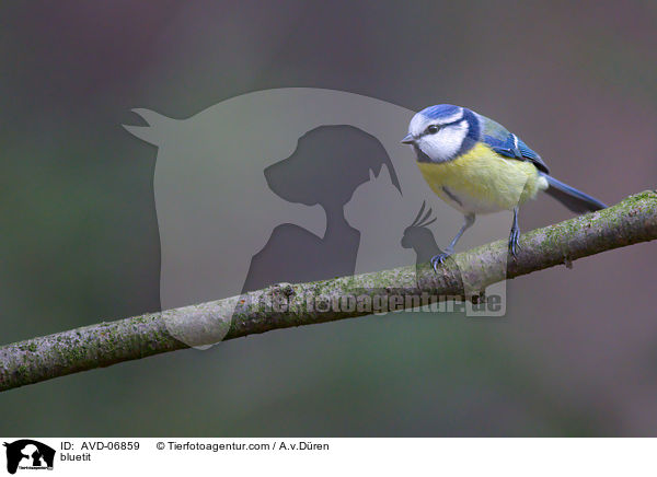 bluetit / AVD-06859