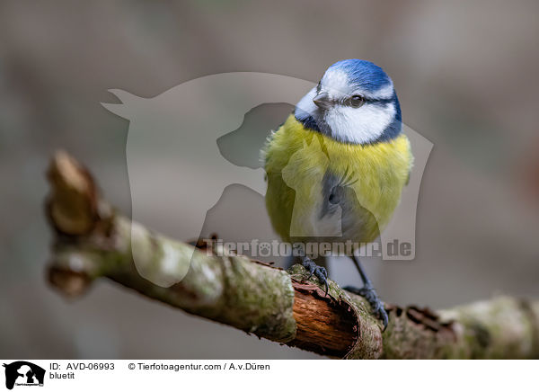 bluetit / AVD-06993