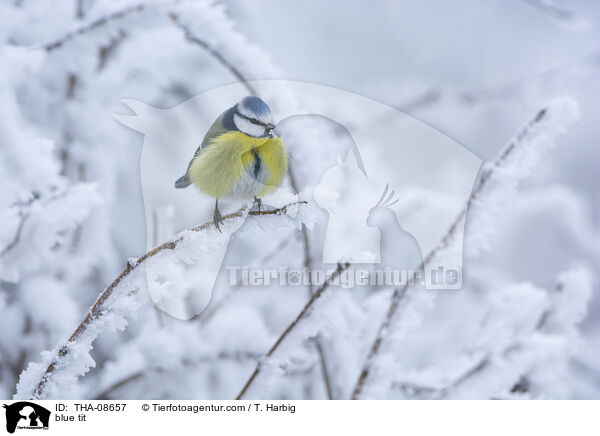 Blaumeise / blue tit / THA-08657