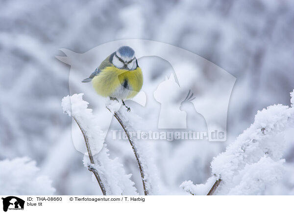 Blaumeise / blue tit / THA-08660
