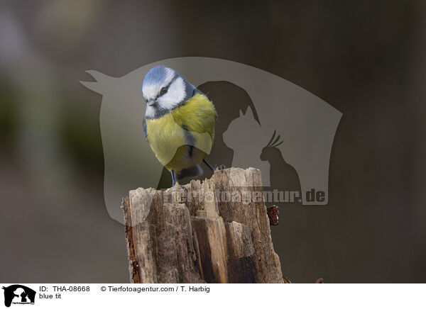 blue tit / THA-08668