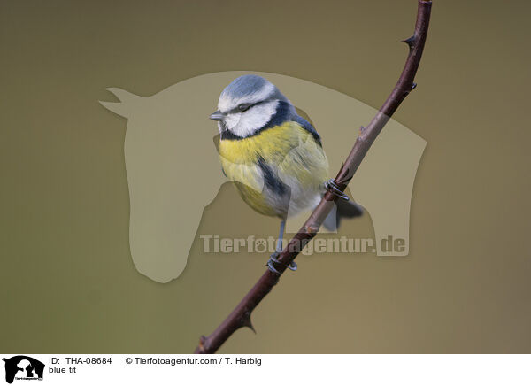 blue tit / THA-08684