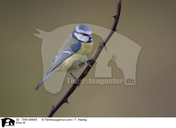 blue tit / THA-08685