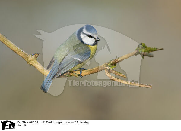 blue tit / THA-08691