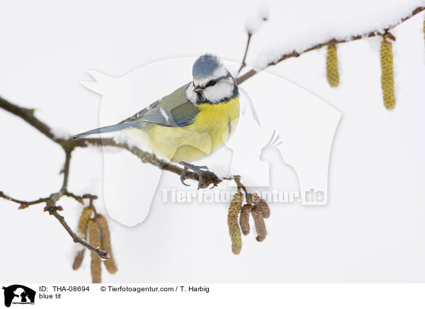 blue tit / THA-08694