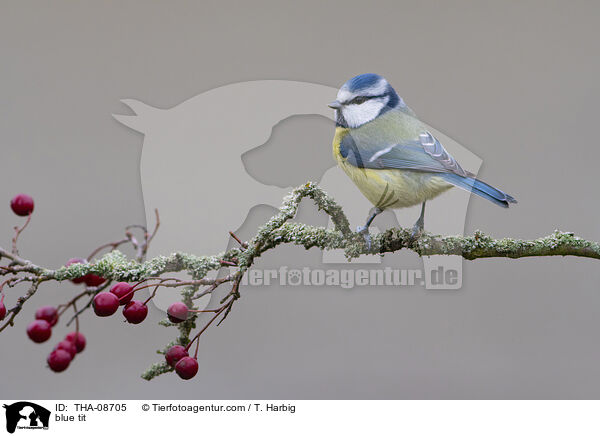 blue tit / THA-08705