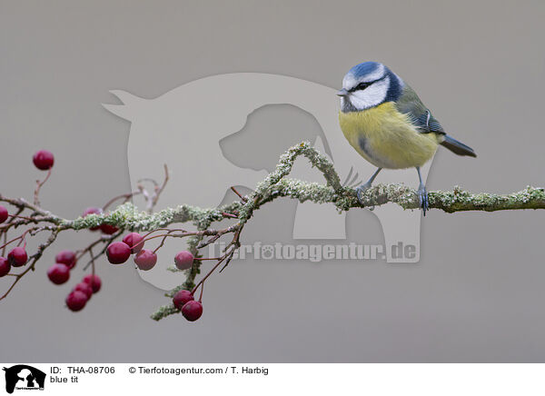 blue tit / THA-08706