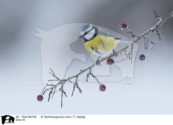 blue tit / THA-08709
