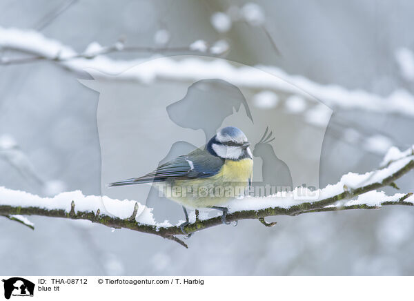 blue tit / THA-08712