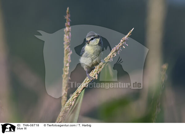 Blaumeise / blue tit / THA-08718