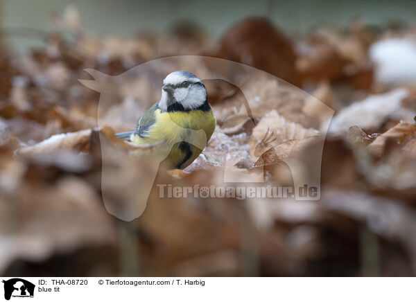 blue tit / THA-08720