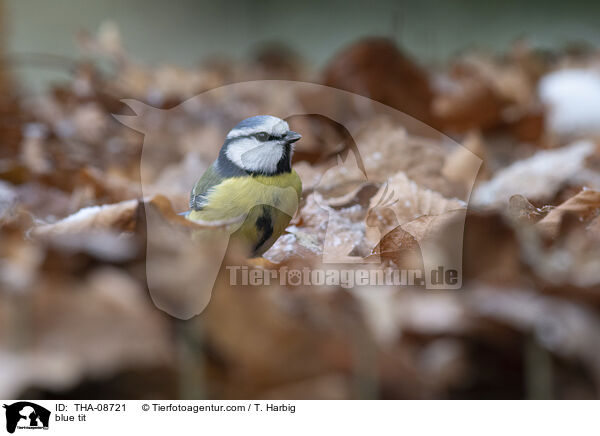 blue tit / THA-08721