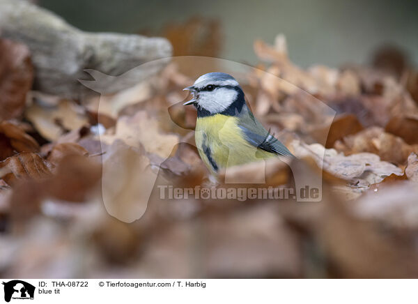 blue tit / THA-08722