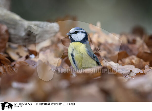 Blaumeise / blue tit / THA-08723