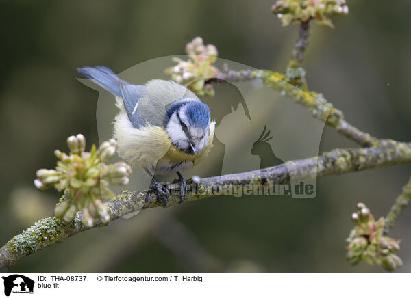 Blaumeise / blue tit / THA-08737