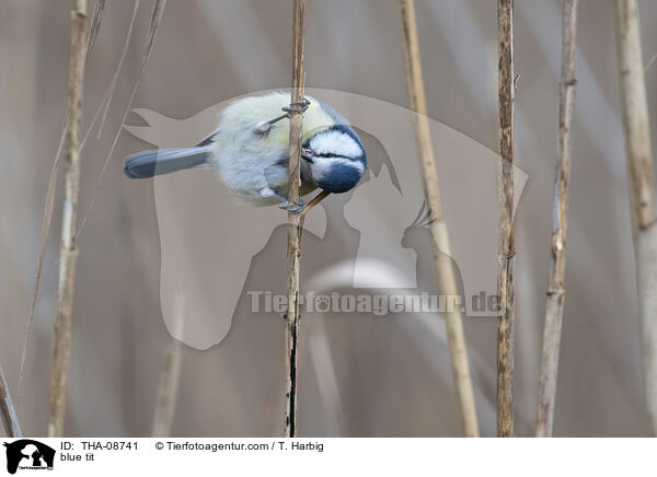 Blaumeise / blue tit / THA-08741