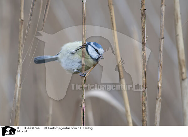 blue tit / THA-08744