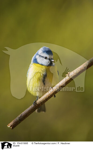 bluetit / FH-01995
