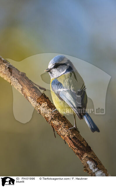 Blaumeise / bluetit / FH-01996