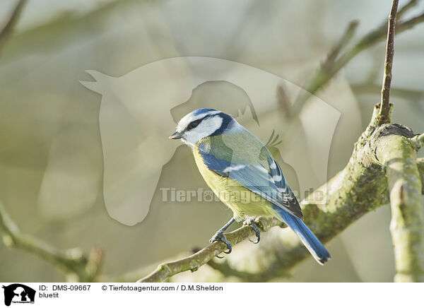 bluetit / DMS-09667