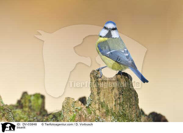 bluetit / DV-03848