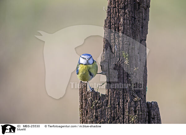bluetit / MBS-25530
