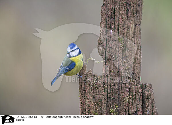 bluetit / MBS-25613