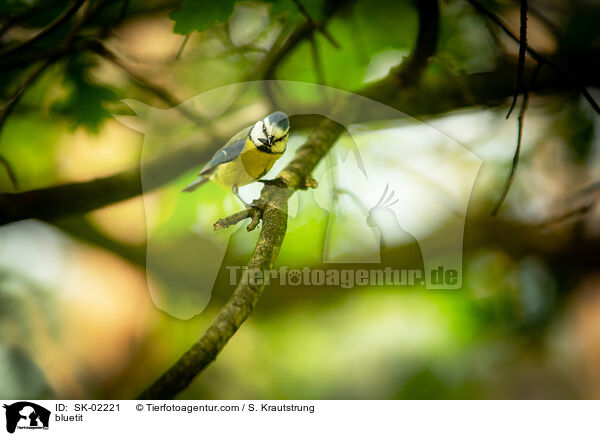 bluetit / SK-02221
