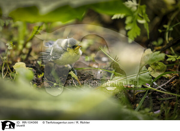 bluetit / RR-104066