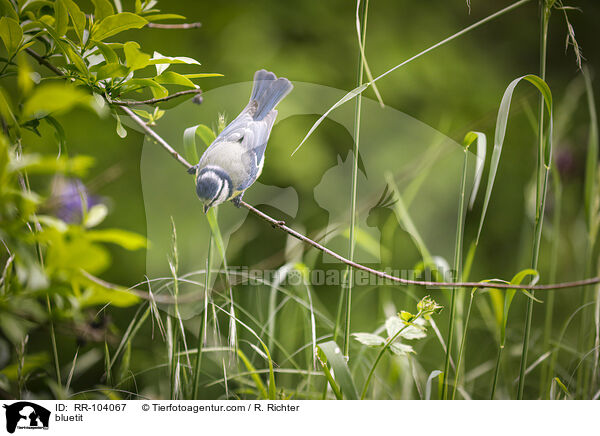 bluetit / RR-104067
