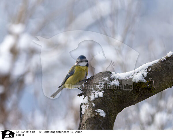 bluetit / SA-01549